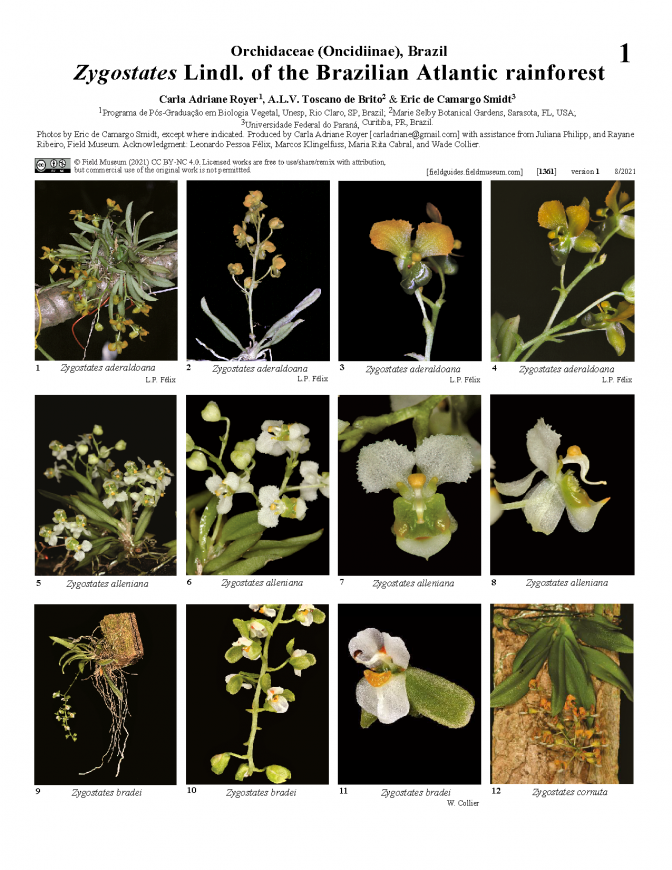 1361_brazil_zygostates_of_the_brazilian_atlantic_rainforest.pdf