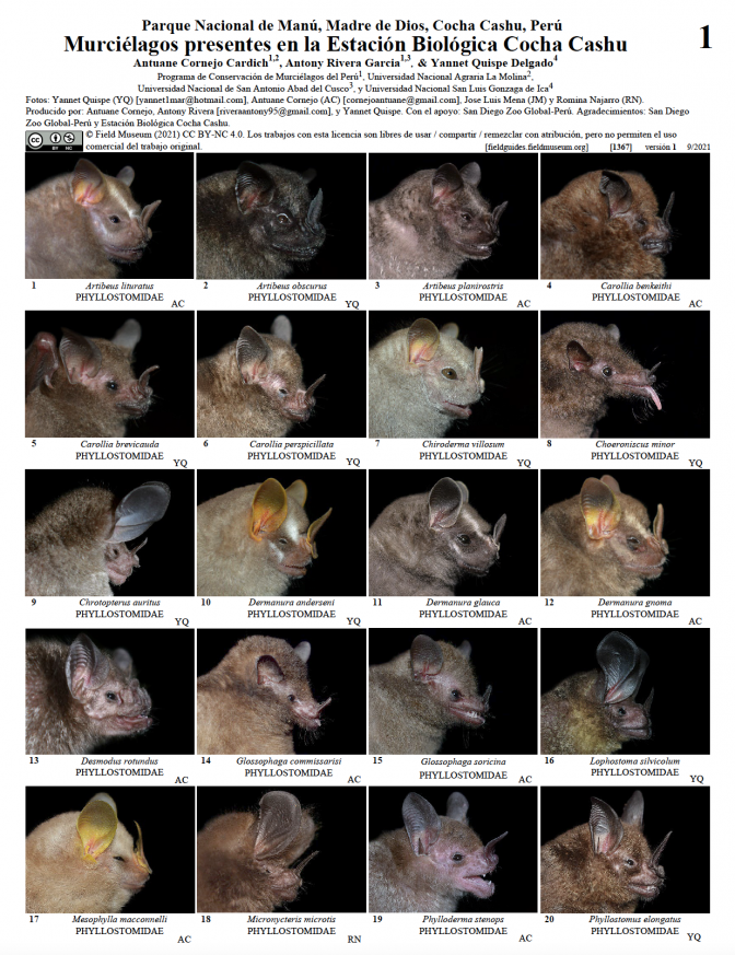 1367_peru_murcielagos_madrededios_cochacashu.pdf