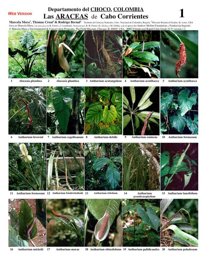 Chocó -- Araceae of Cabo Corriente