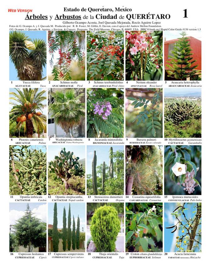 Querétaro - Ciudad de Querétaro Trees & Shrubs