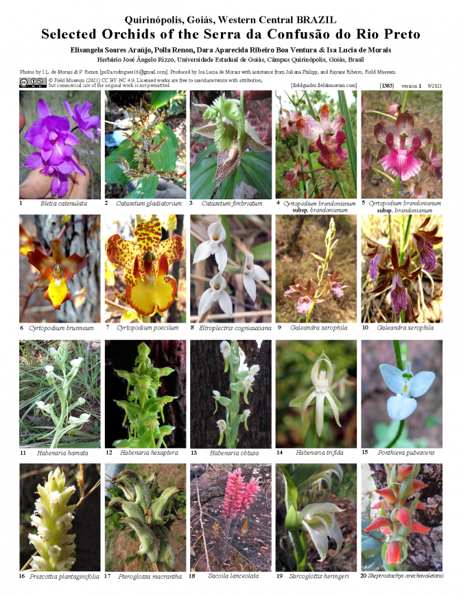 1383_brazil_selected_orchids_of_the_serra_da_confusao.pdf 