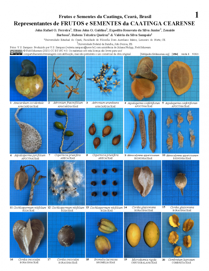 1384_brazil_fruits_seeds_ceara_caatinga.pdf 