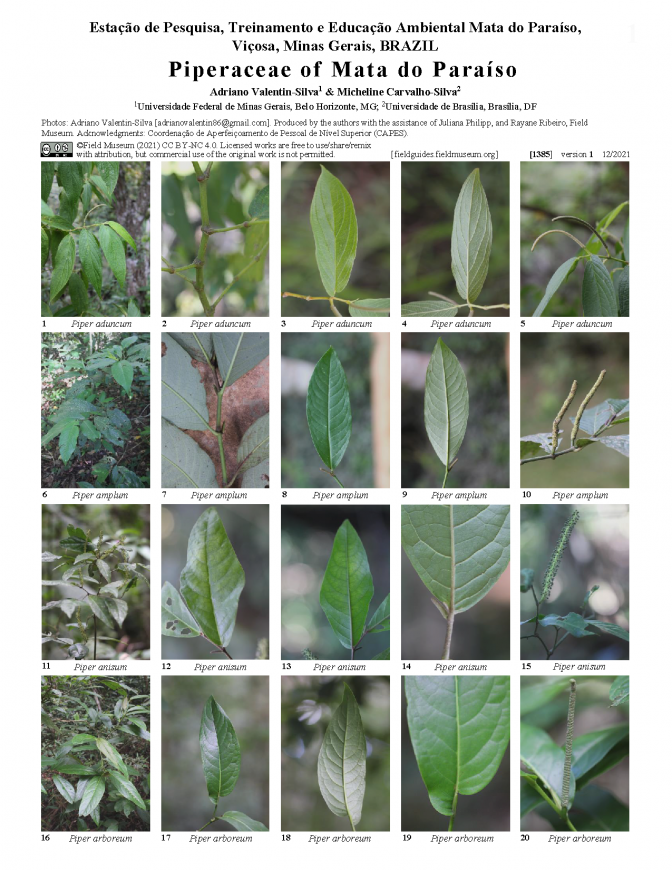 1385_brazil_piperaceae_of_mata_do_paraiso.pdf 