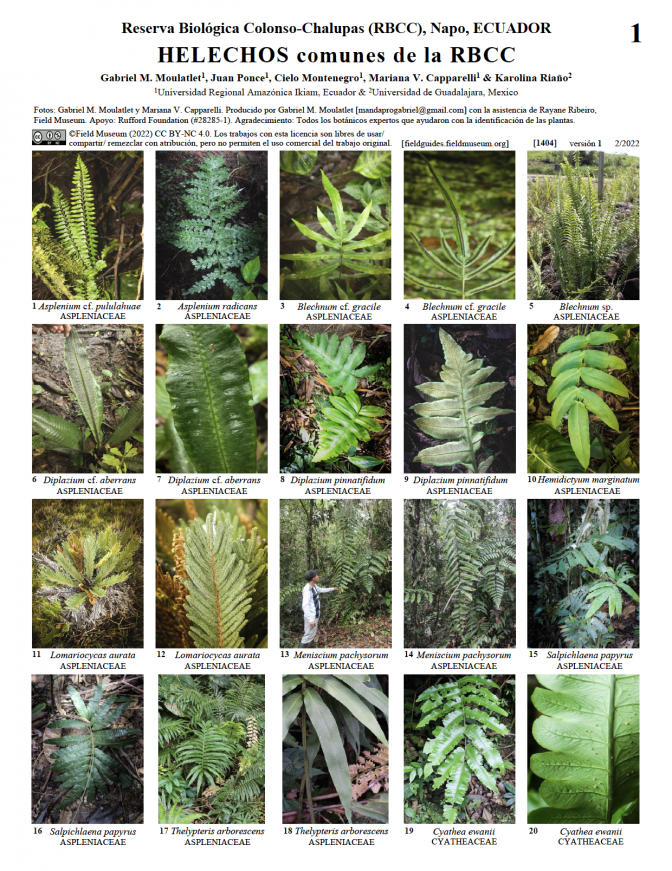 1404_ecuador_common_ferns_of_colonso_chalupas_reserve.pdf