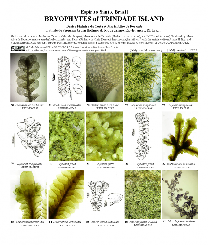 1406_brazil_bryophytes_of_trindade_island.pdf 