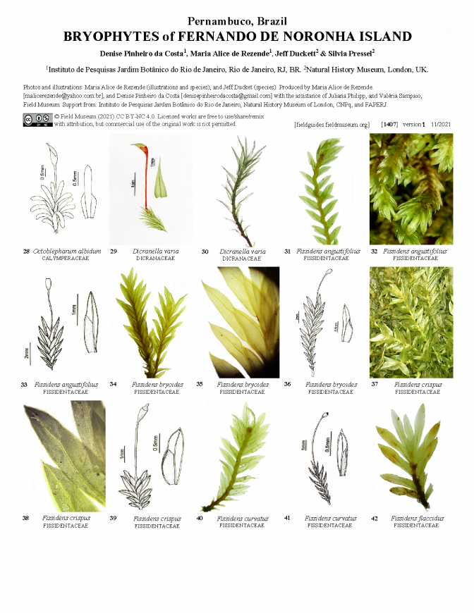 1407_brazil_bryophytes_of_fernando_de_noronha.pdf 