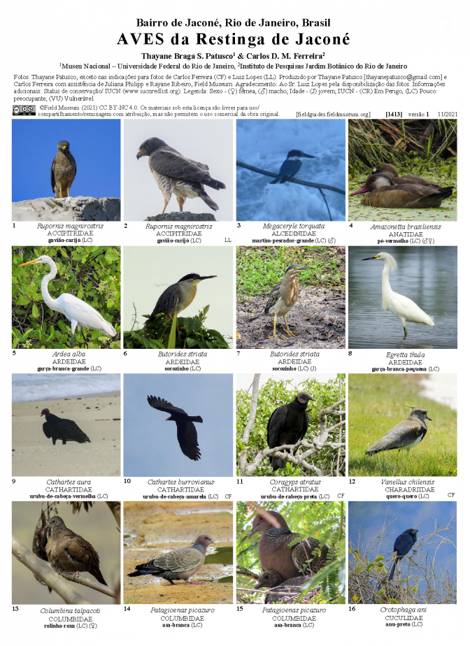  1413_brazil_aves_de_jacone.pdf 