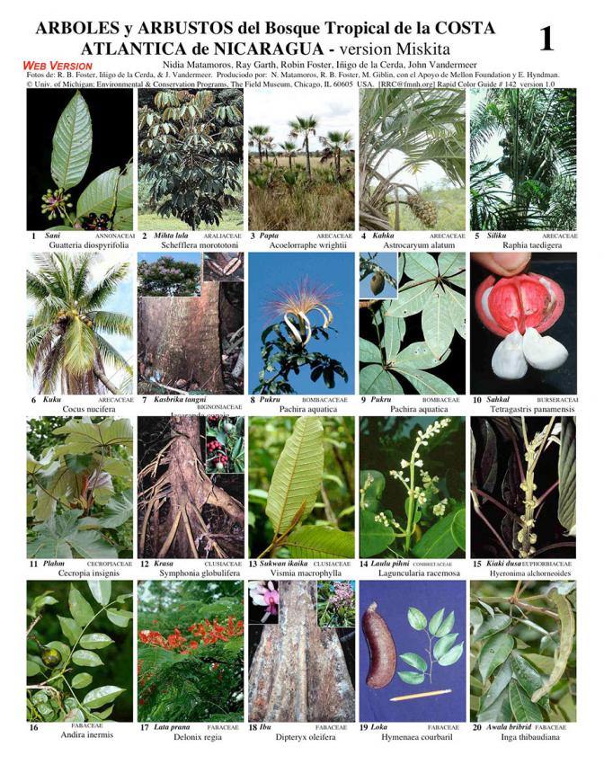 Atlantic Coast -- Common Trees Miskita version