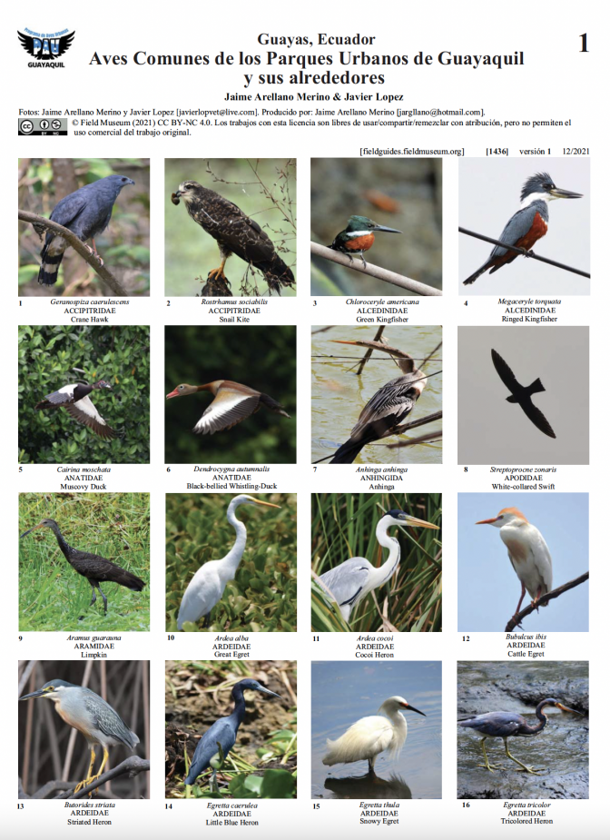 1436_ecuador_aves_parquesurbanosguayaquil.pdf