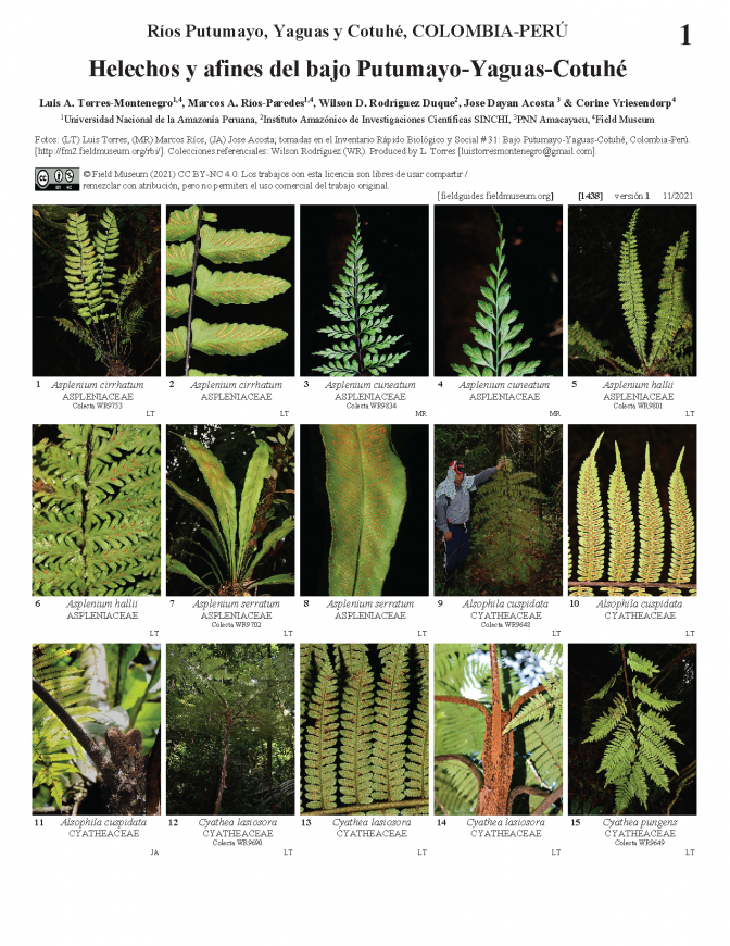 1438_colombia_peru_ferns_y_allies_of_lower_putumayo_basin.pdf 