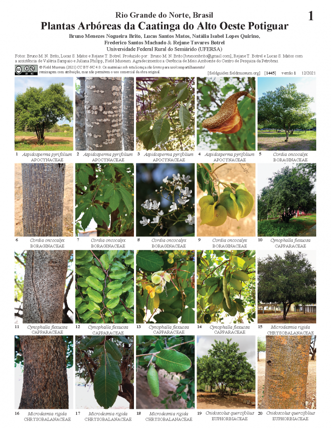1445_brazil_plantas_arboreas_da_caatinga.pdf 