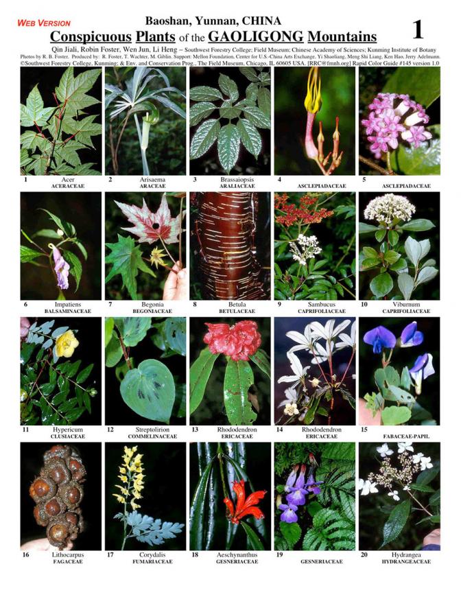 Yunnan -- Baoshan, Conspicuous Plants of the Gaoligong Mountains