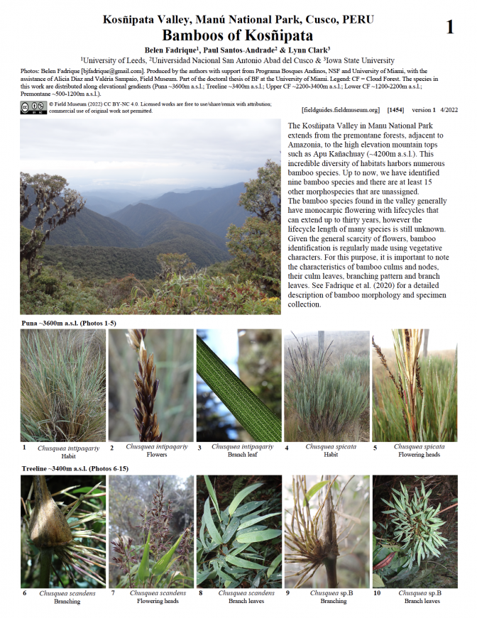 1454_peru_bamboos_of_kosnipata.pdf 