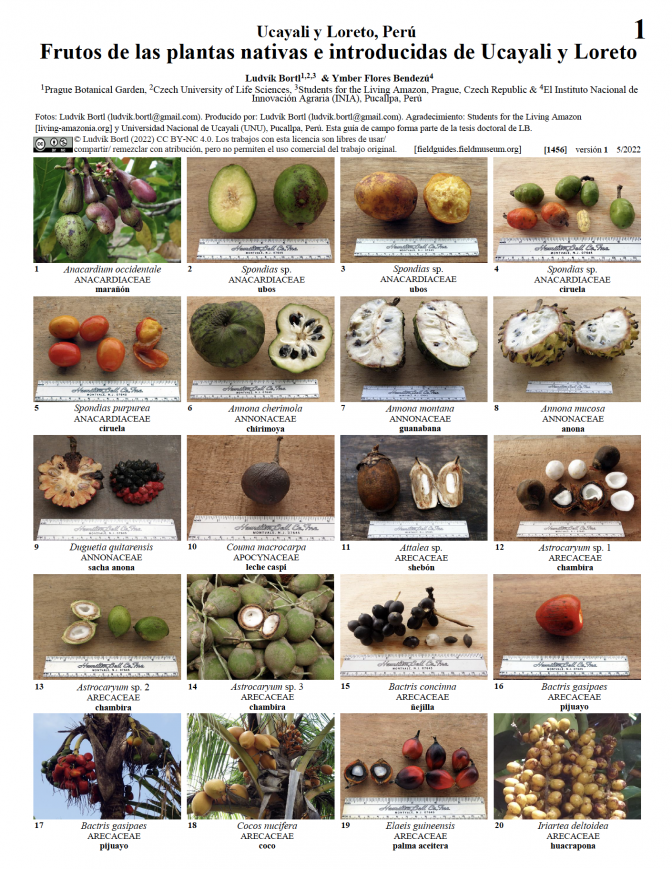 1456_peru_frutos_plantas_nativas_introducidas_de_ucayali_loreto.pdf