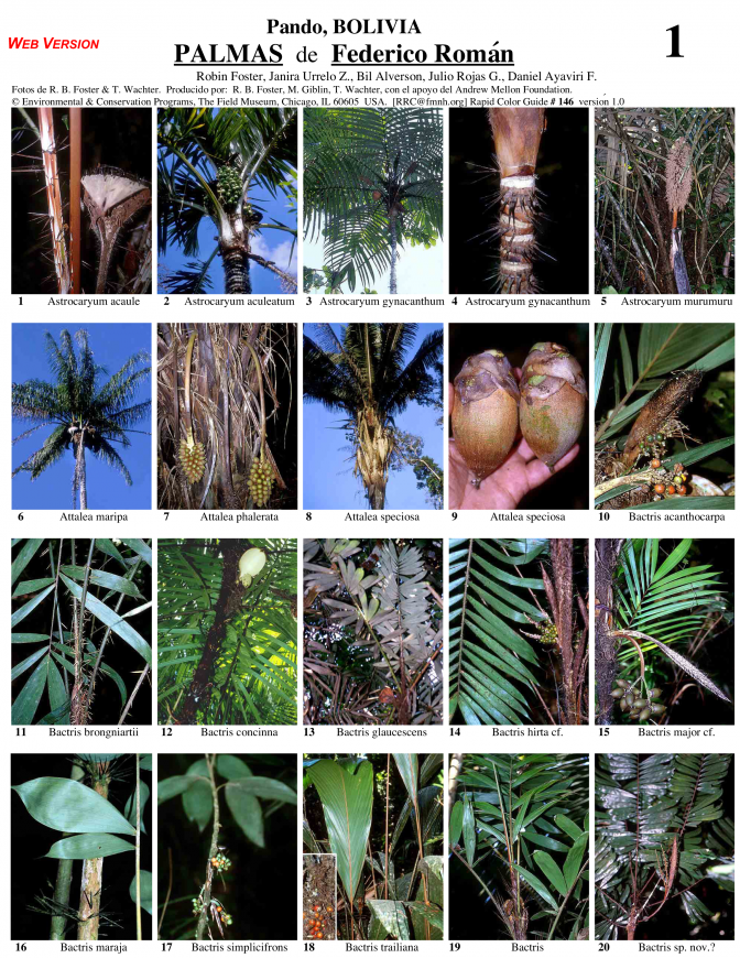 Pando -- Federico Román Palms
