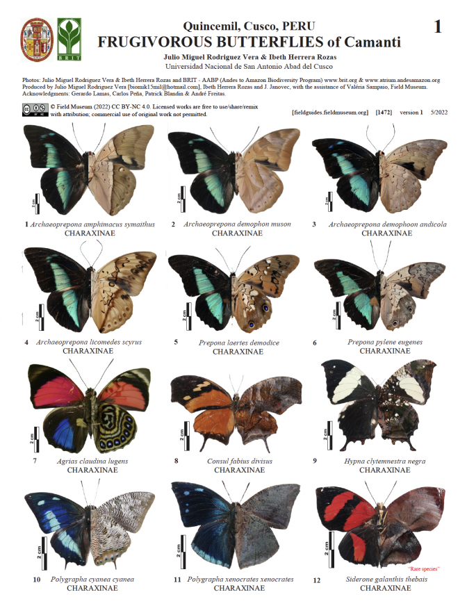 1472_peru_frugivorous_butterflies_of_camanti_district.pdf 
