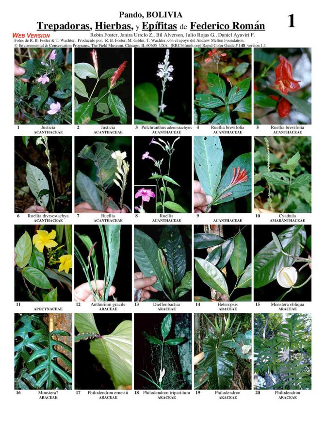 Pando -- Federico Román Climbers, Herbs, Epiphytes