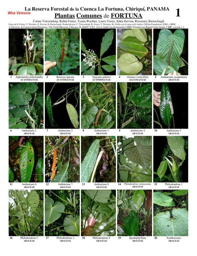 Chiriquí -- Common Plants of La Fortuna Reserve
