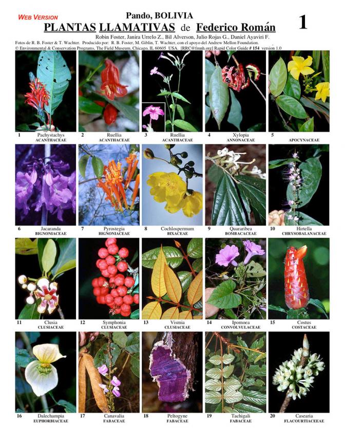 Pando -- Federico Román Conspicuous Plants