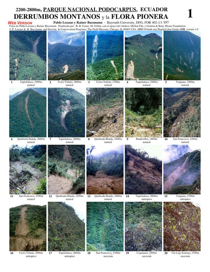 Loja, Zamora -- Podocarpus Park, Montane Landslides & Pioneer Flora