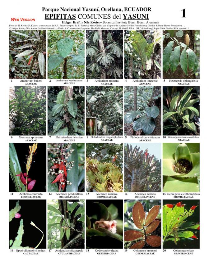 Orellana -- Common Epiphytes of Yasuní