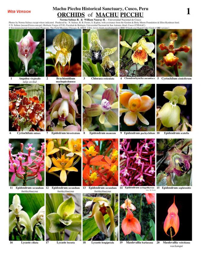 Cusco -- Orchids of Machu Picchu