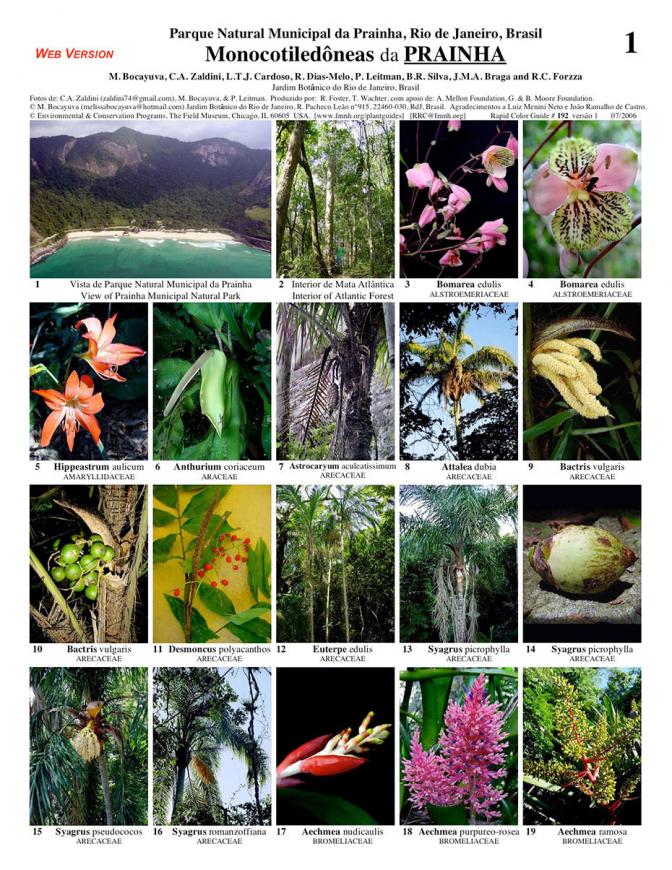 Rio de Janeiro -- Parque Prainha Monocotyledons