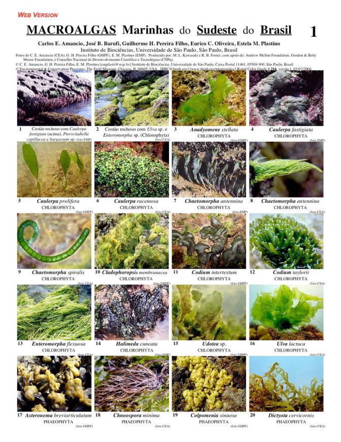 Southern Brasil -- Marine Macroalgae