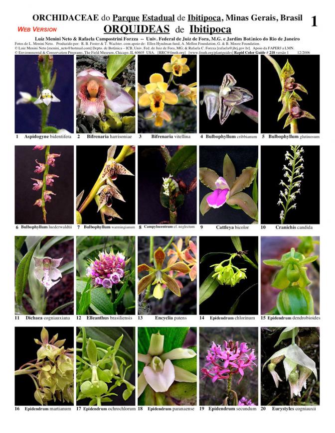 Minas Gerais -- Ibitipoca Orchidaceae