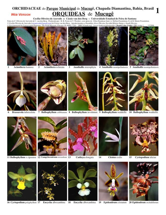 Bahia -- Parque Mucugê Orchidaceae