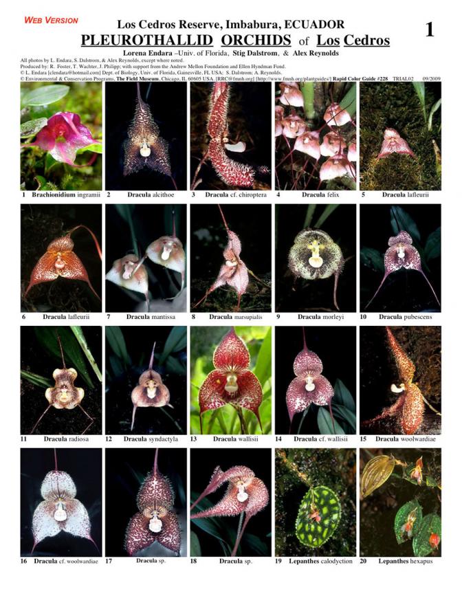 Imbabura -- Los Cedros Pleurothallid Orchids