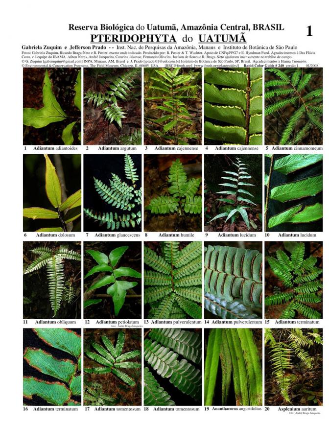 240_brazil_pteridophyta_of_uatuma_reserve.pdf 
