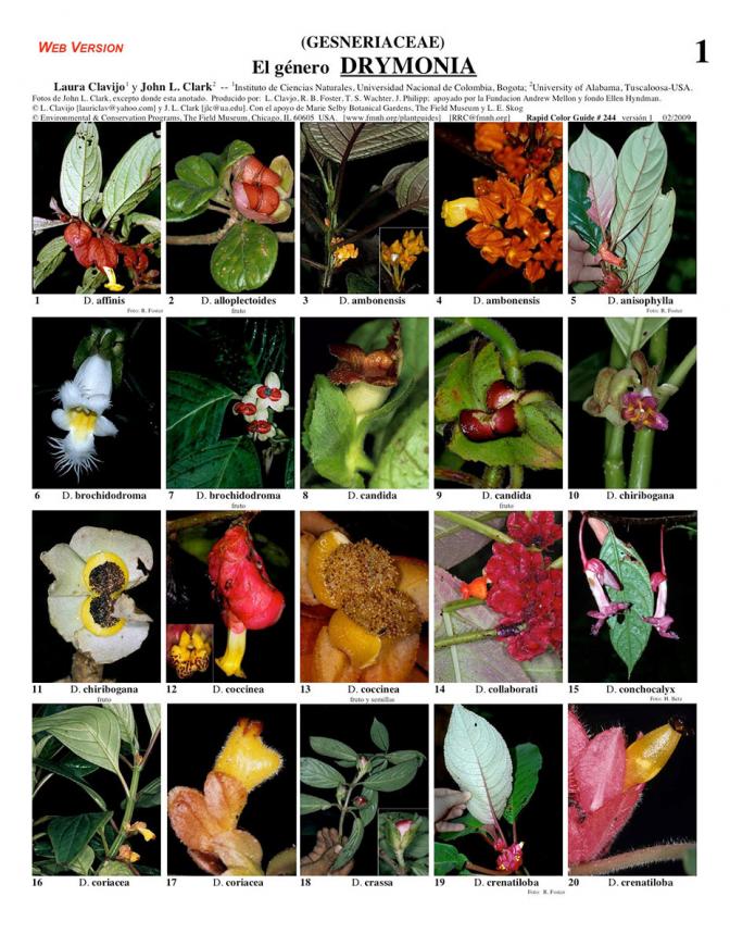 genus Drymonia (Gesneriacee)