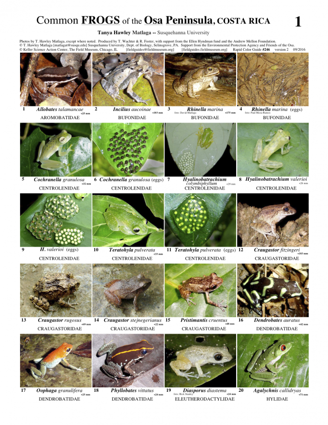 246_costa_rica_frogs_of_osa_peninsula