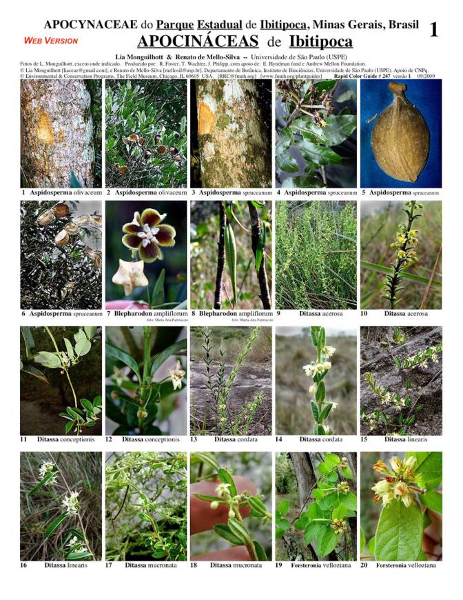 Minas Gerais -- Ibitipoca Apocynaceae
