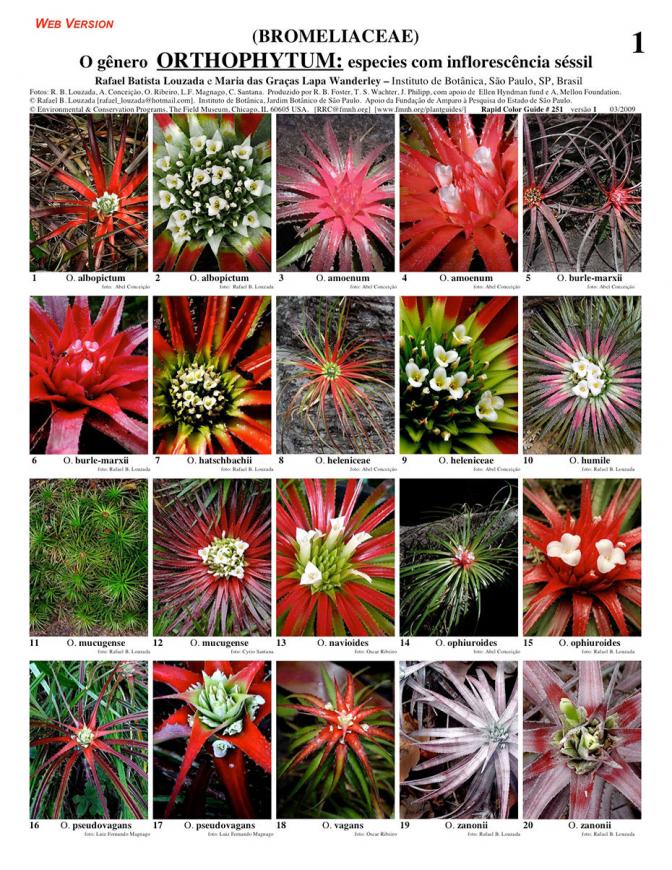 genus Orthophytum (Bromeliaceae)