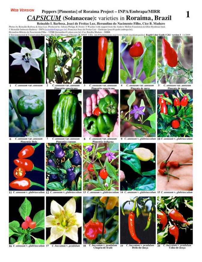 Roraima -- Capsicum Peppers