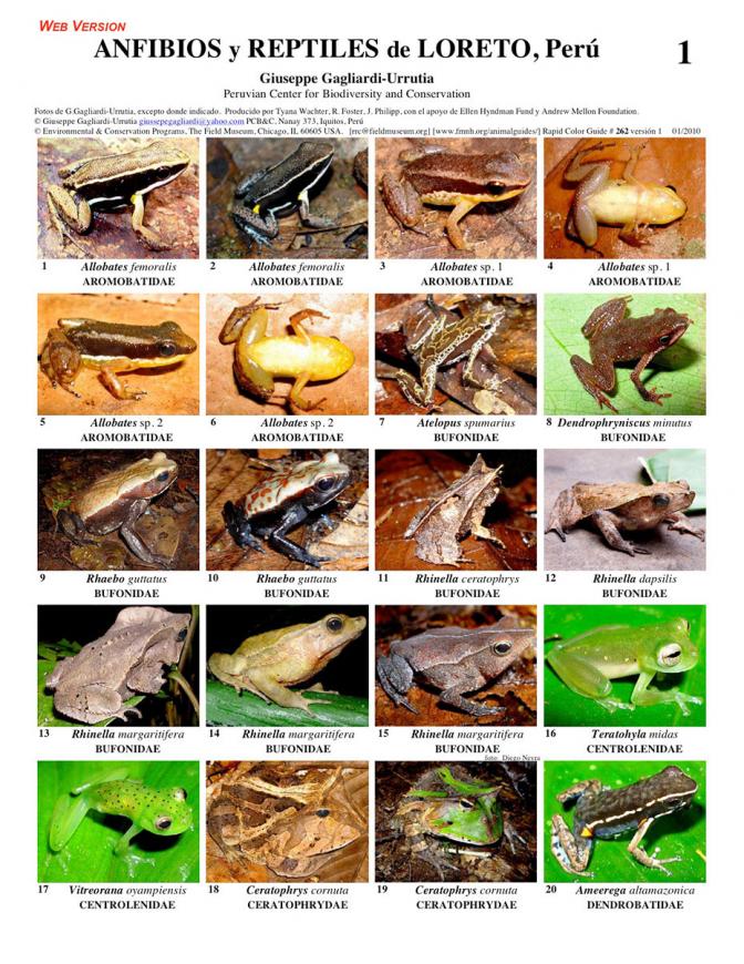 Loreto -- Amphibians and Reptiles