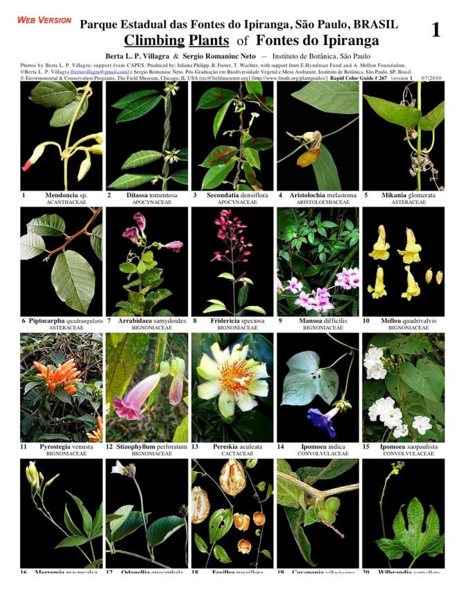 São Paulo -- Fontes do Ipiranga Climbing Plants