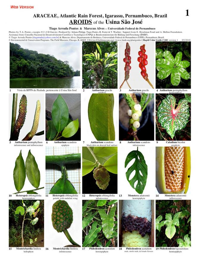 Pernambuco -- Aroids of the Usina São José 