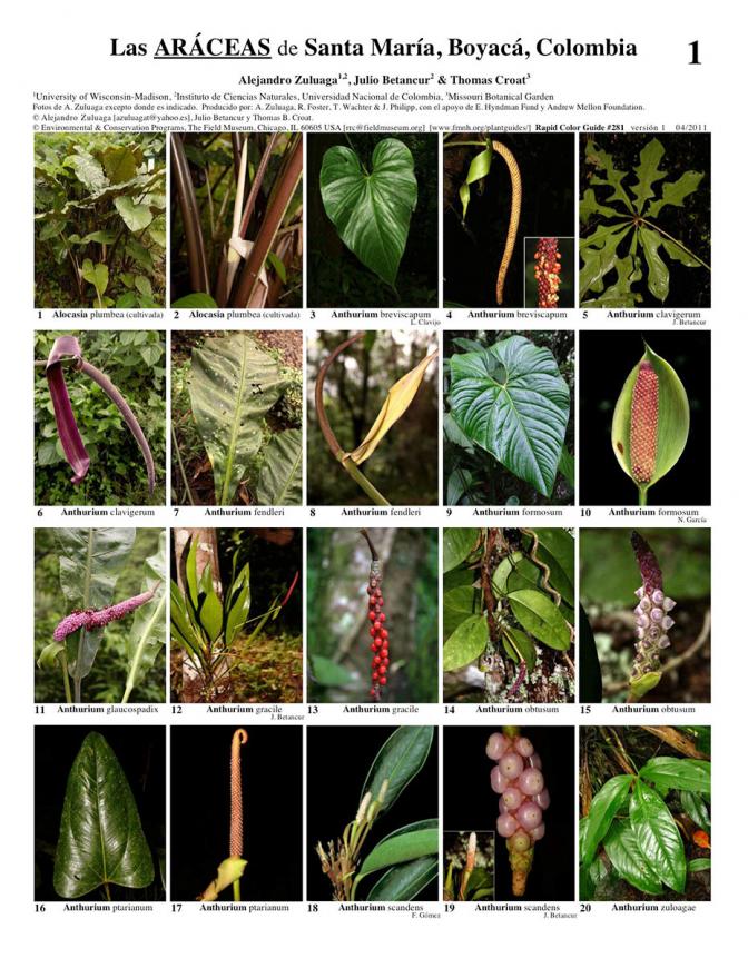 Boyacá -- Santa María Araceae