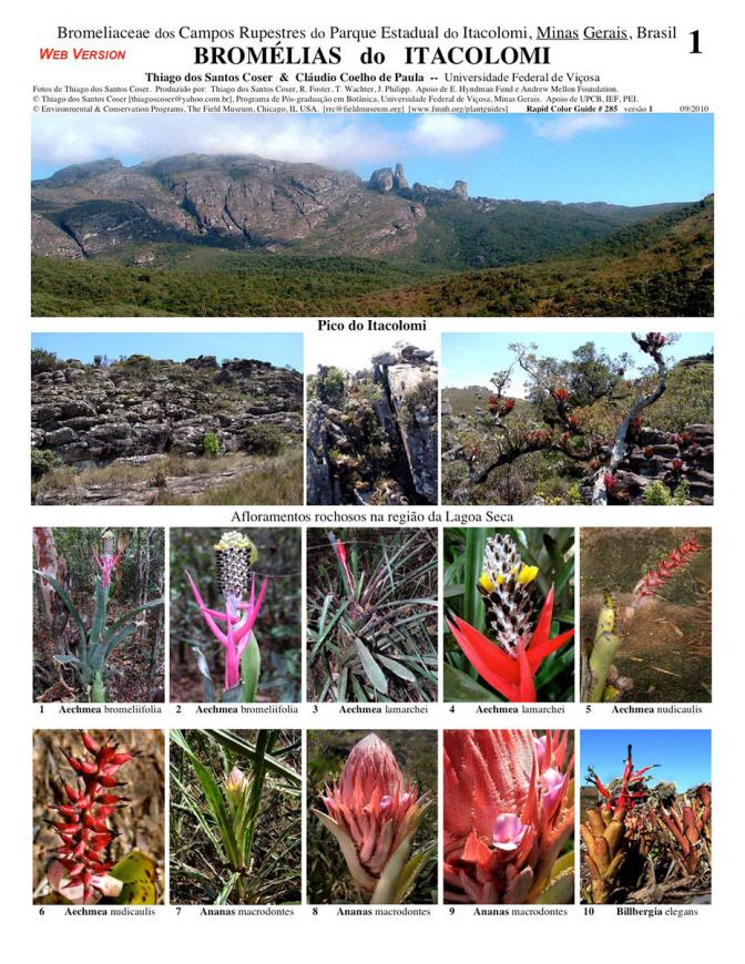 Minas Gerais -- Itacolomi Bromeliads
