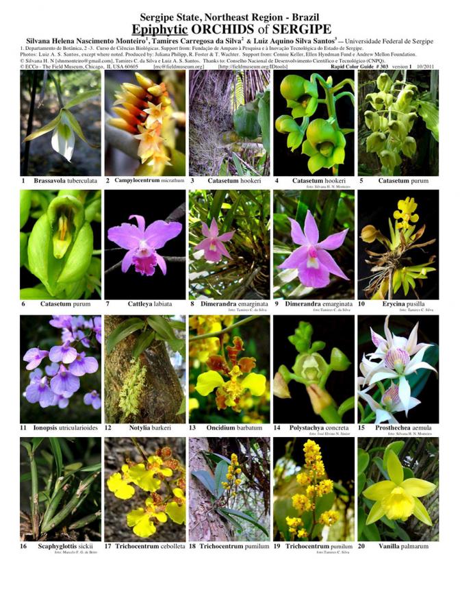 Sergipe -- Epiphytic Orchids