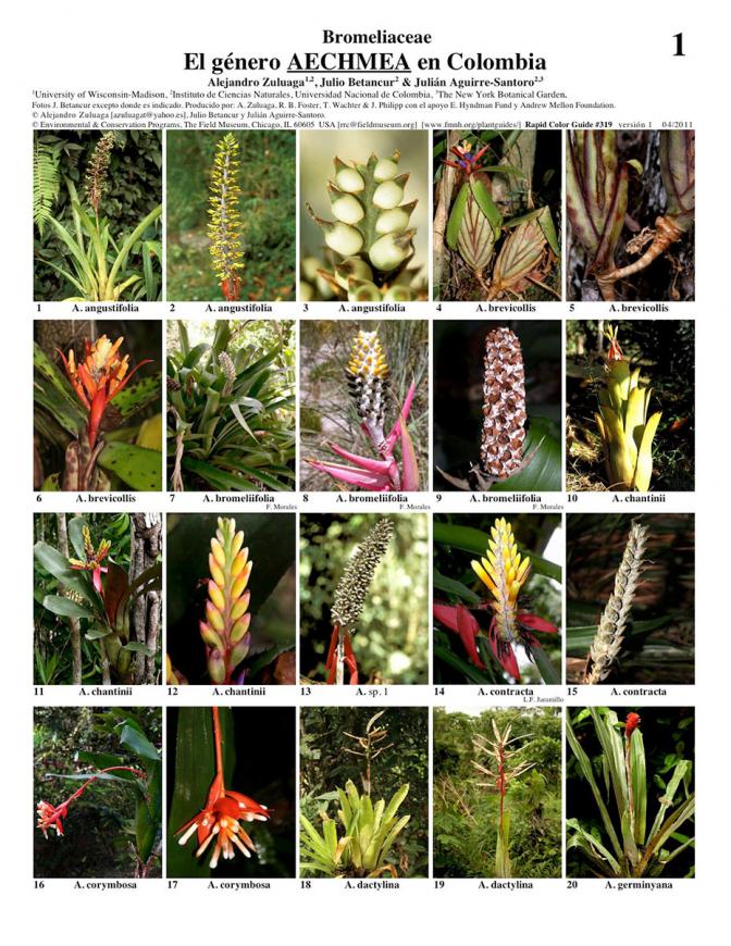 Aechmea in Colombia