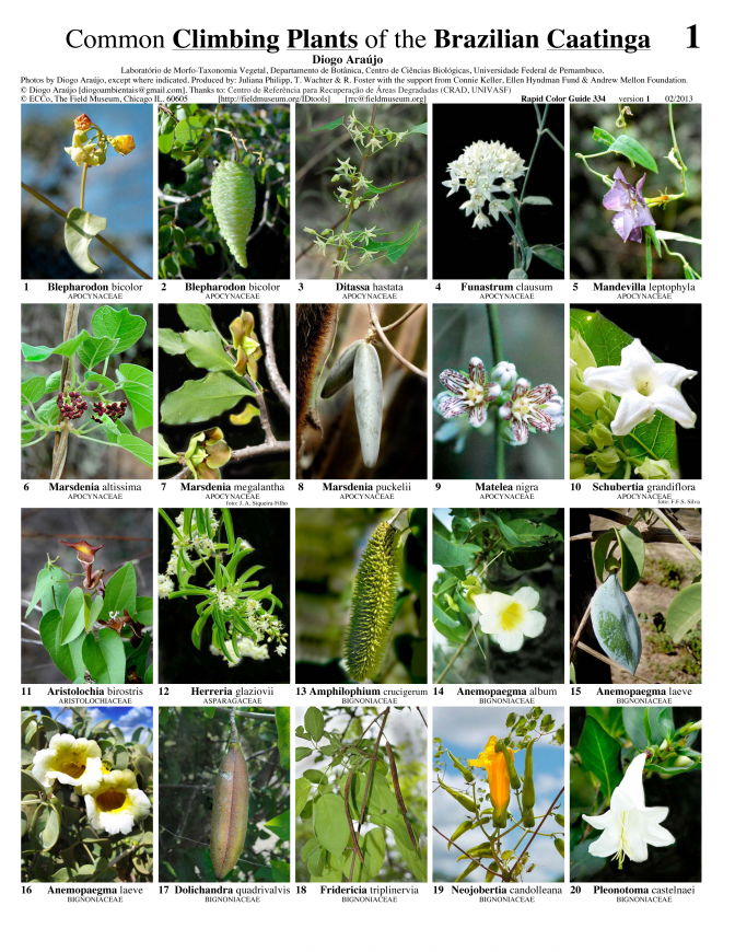 Pernambuco -- Caatinga Climbers