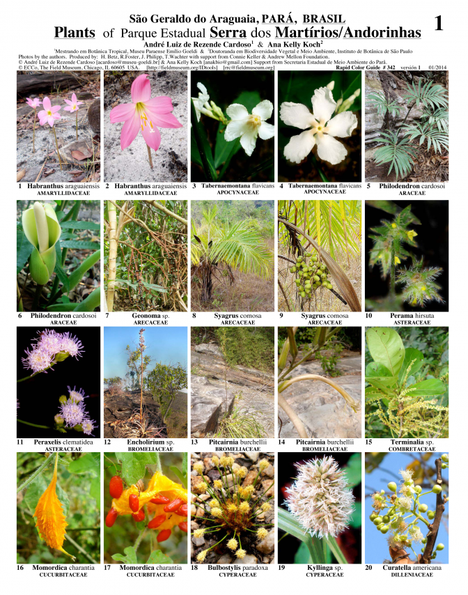 Pará -- Plantas de la Serra das Andorinhas