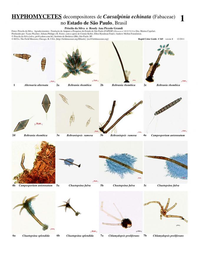São Paulo -- Hyphomycetes of São Paulo
