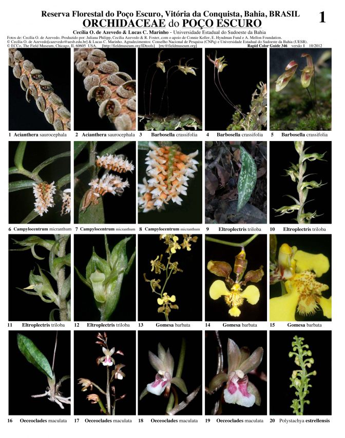 Bahia -- Poço Escuro - Orchids