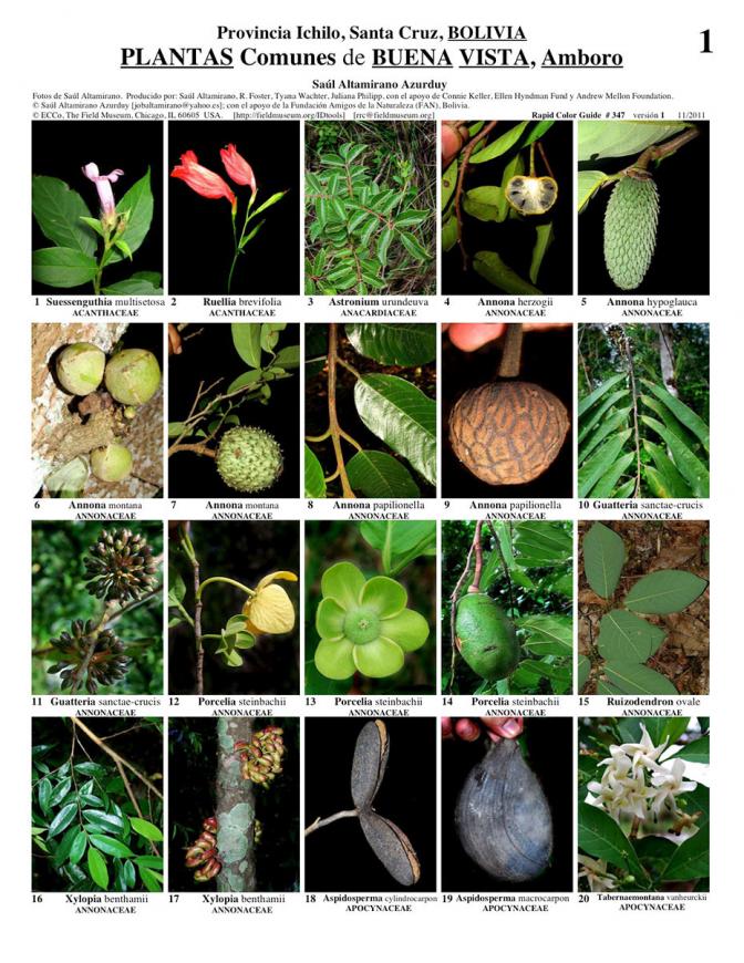 Santa Cruz -- Common Plants of Buena Vista