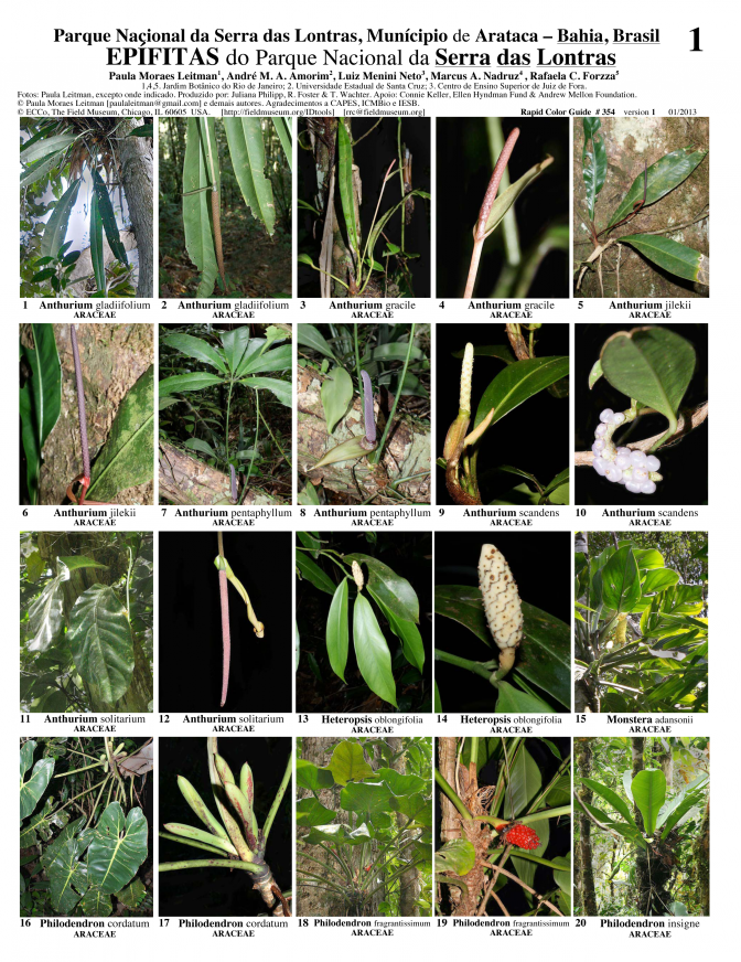 Bahia -- Serra das Lontras - Epiphytes